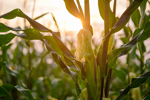 ag-lending-and-financing